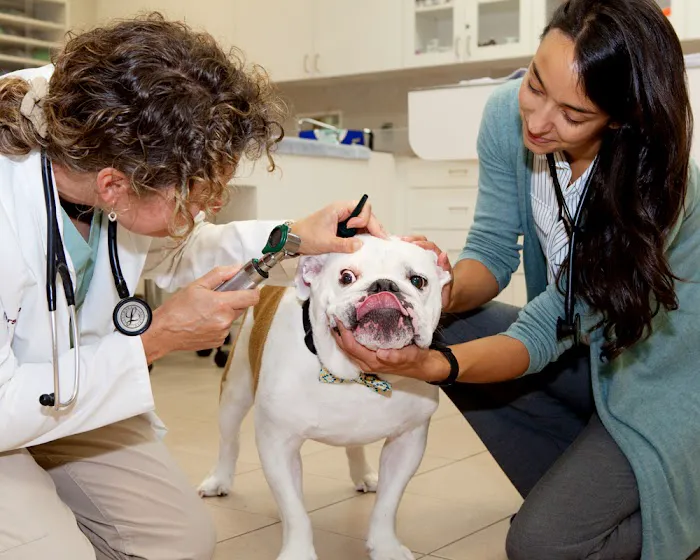 Edina Pet Hospital 10