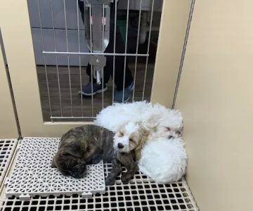 Petland Westfield/Carmel