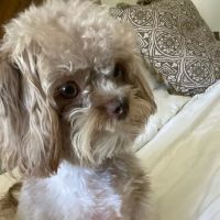 Hopkins Pet Hospital ico