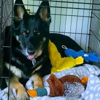 Shady Oak Veterinary Clinic ico