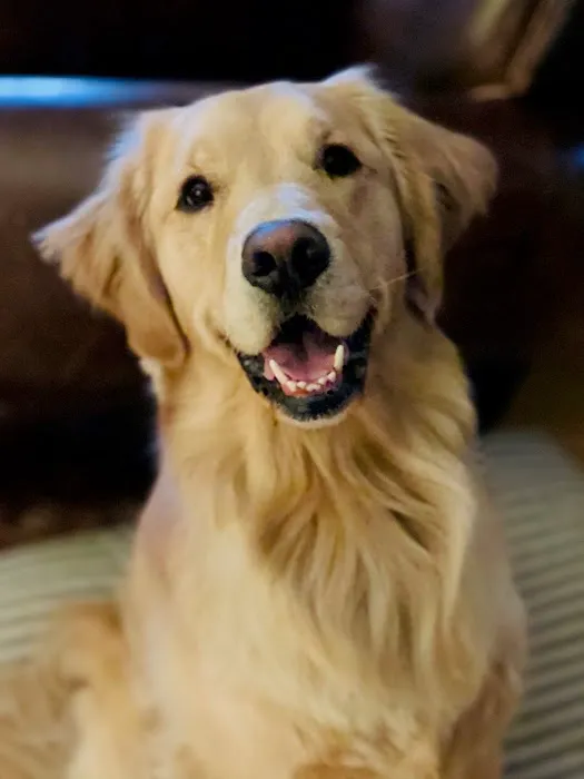 Veterinary Behavior Specialties of Minnesota 1