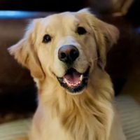 Veterinary Behavior Specialties of Minnesota ico