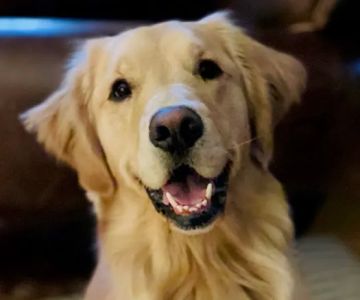 Veterinary Behavior Specialties of Minnesota