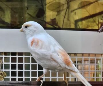 Petco