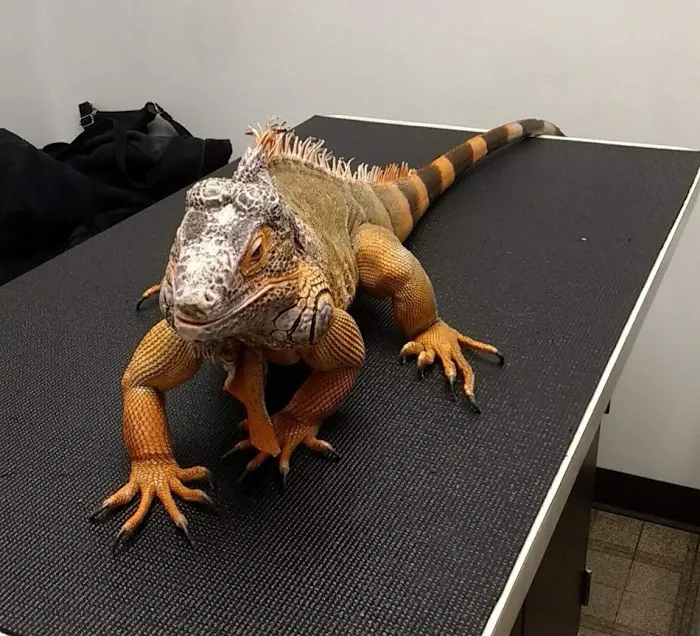 Greenbrier Animal Hospital 3