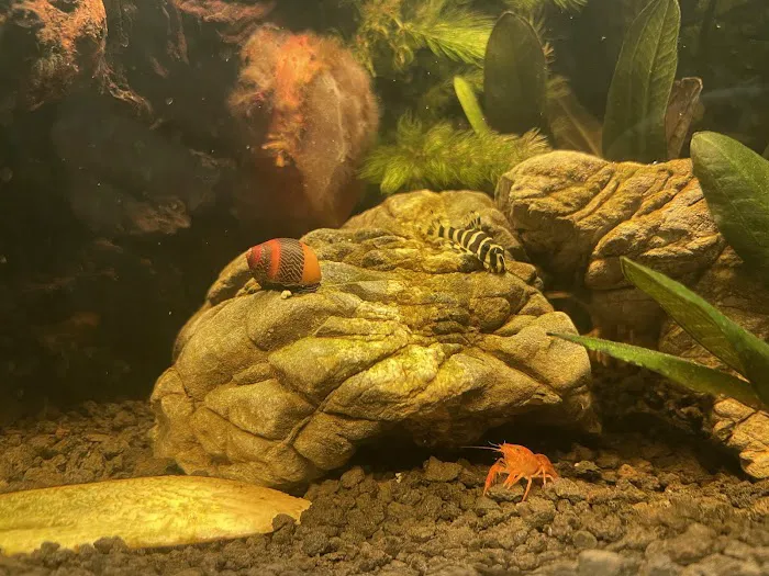 Aquatic Arts 2
