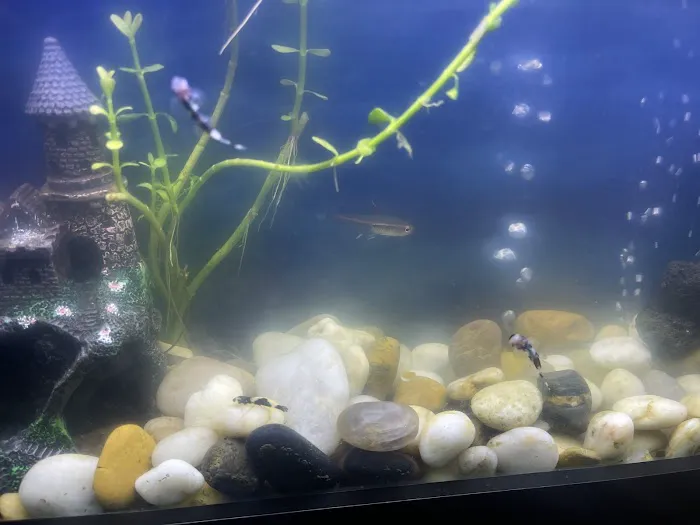 Aquatic Arts 1