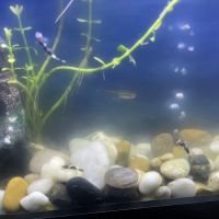 Aquatic Arts ico