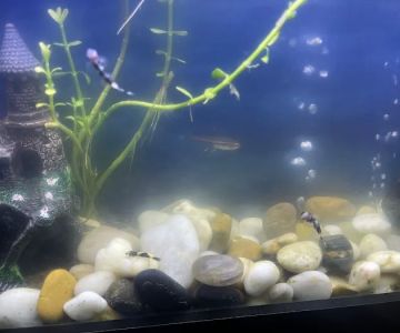 Aquatic Arts