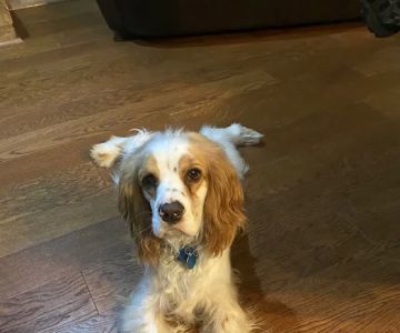 WellHaven Pet Health Minnetonka