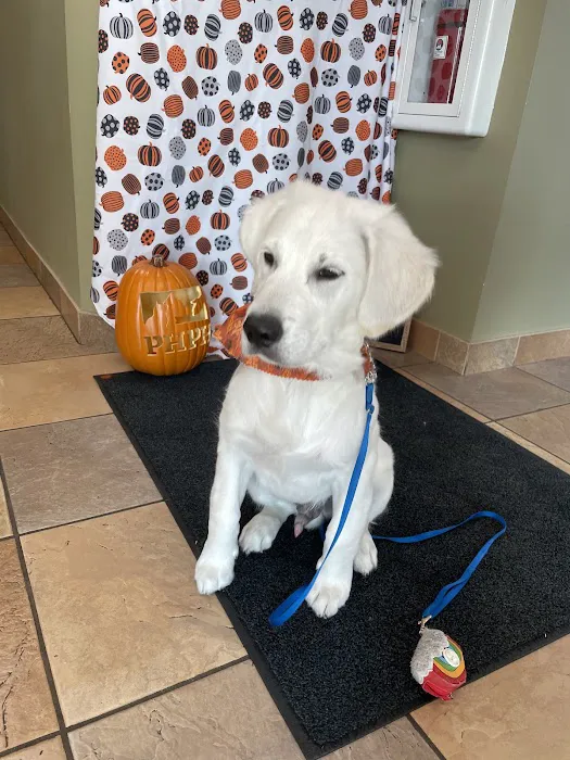 Plymouth Heights Pet Hospital 1
