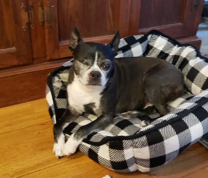 Bass Lake Pet Hospital 5
