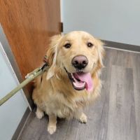 Bass Lake Pet Hospital ico