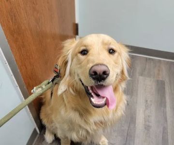 Bass Lake Pet Hospital