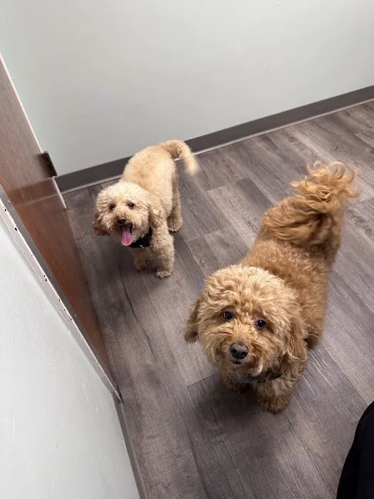 Bass Lake Pet Hospital 4