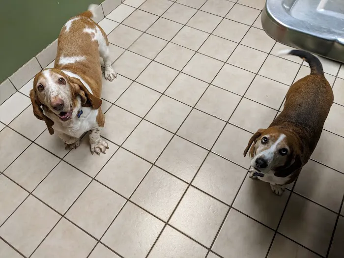 Bass Lake Pet Hospital 7
