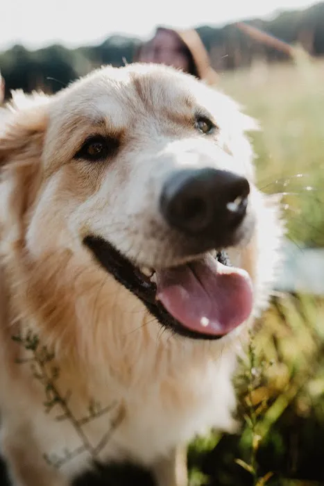 Bass Lake Pet Hospital 3