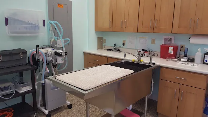 Pet Dermatology Clinic 7
