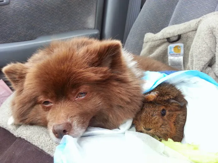 Compassionate Care Animal Hospital 8