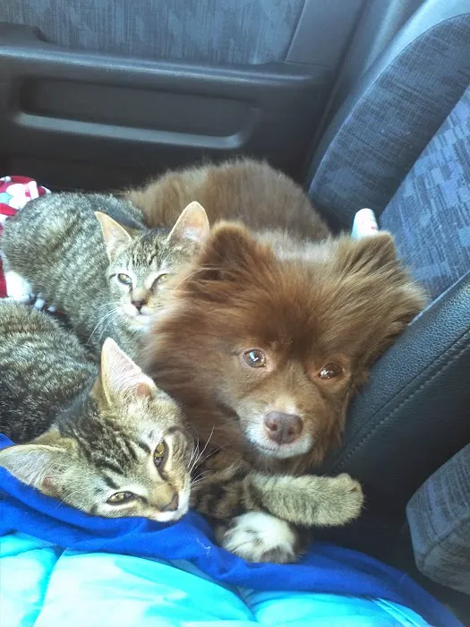 Compassionate Care Animal Hospital 5