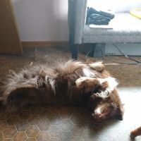 Compassionate Care Animal Hospital ico