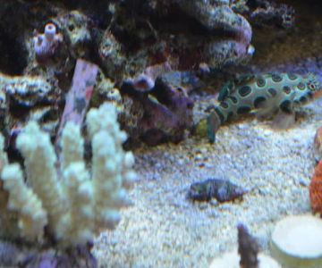 Premium Aquatics