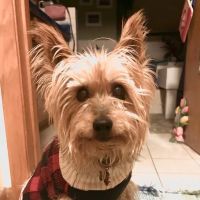 Banfield Pet Hospital ico