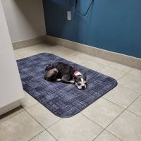 Rockford Road Animal Hospital: Morrow Chalaine DVM ico