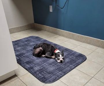 Rockford Road Animal Hospital: Morrow Chalaine DVM