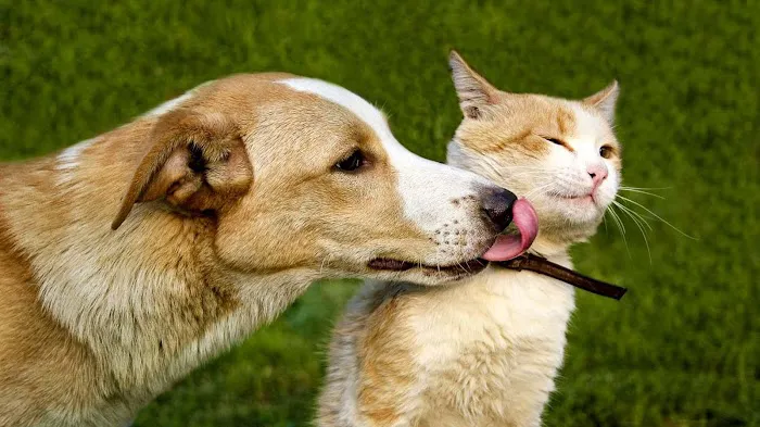 Heritage Animal Hospital of Plymouth & Maple Grove 3