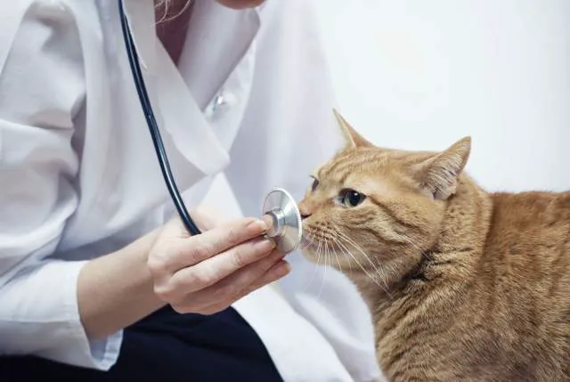 Heritage Animal Hospital of Plymouth & Maple Grove 1