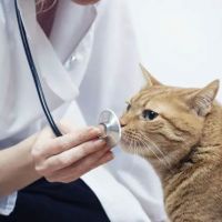 Heritage Animal Hospital of Plymouth & Maple Grove ico