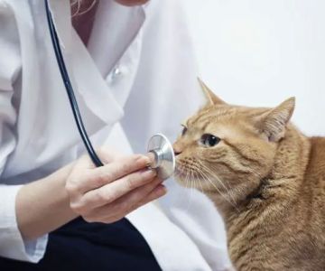Heritage Animal Hospital of Plymouth & Maple Grove