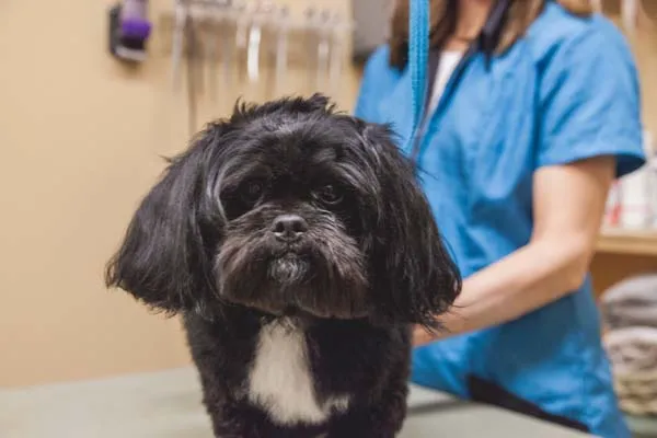 Heritage Animal Hospital of Plymouth & Maple Grove 4