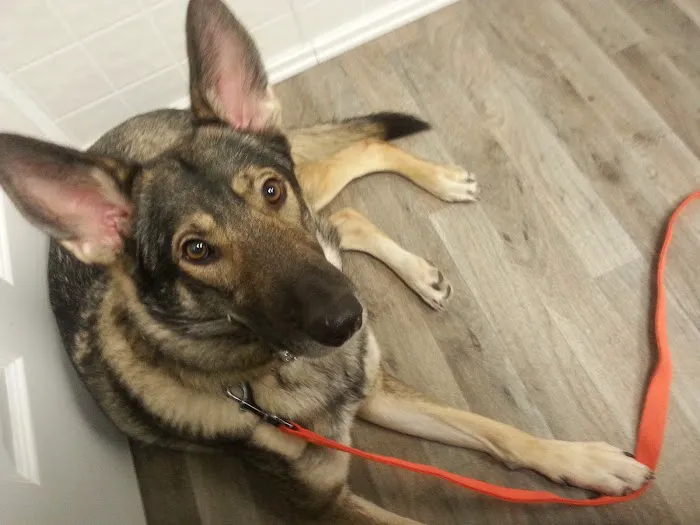 MARS Veterinary Services 8