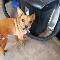 MARS Veterinary Services ico