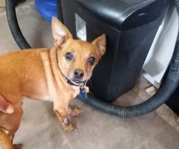 MARS Veterinary Services
