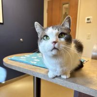 Edinburgh Pet Health Center ico