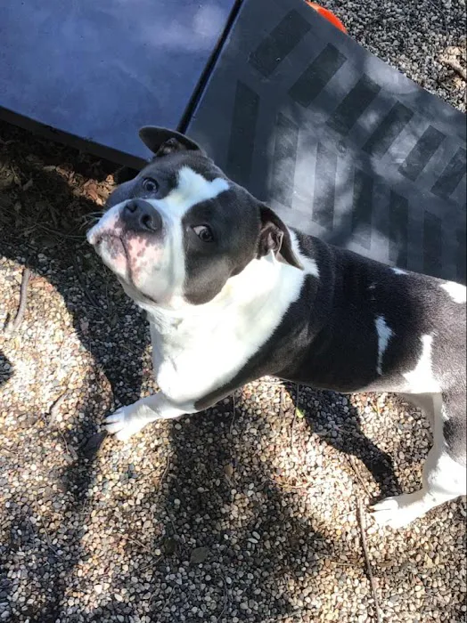Brooklyn Park Pet Hospital 9