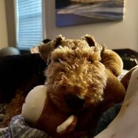 Brooklyn Park Pet Hospital ico
