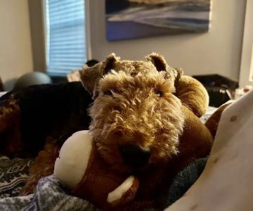 Brooklyn Park Pet Hospital