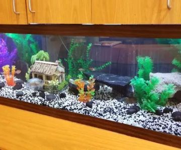 ADS Aquarium & Aviary Design Services