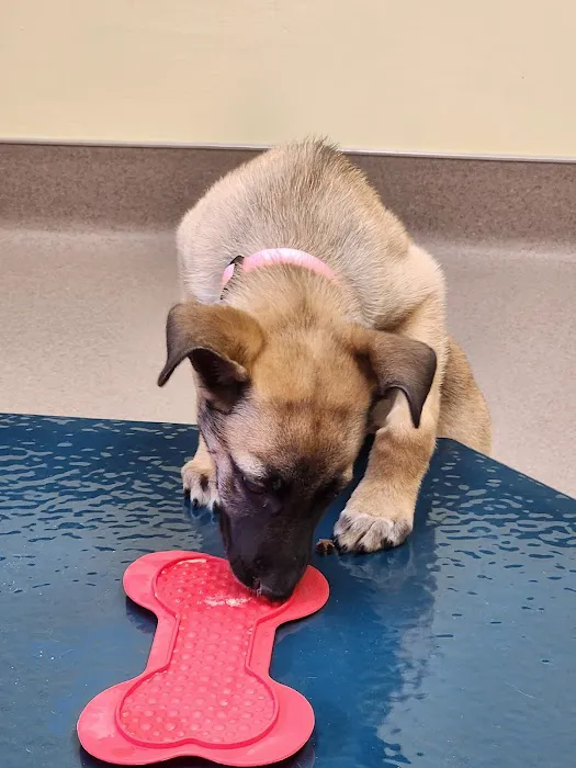 River Rapids Pet Hospital + Clinic 3