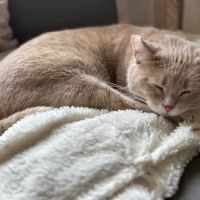 River Rapids Pet Hospital + Clinic ico