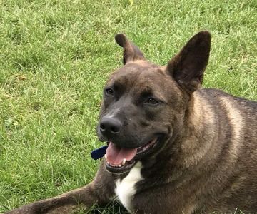 Allied Veterinary Emergency & Referral