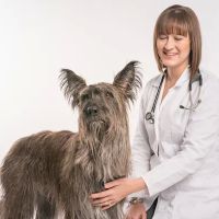 Haarstad Veterinary Dermatology ico