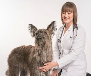 Haarstad Veterinary Dermatology