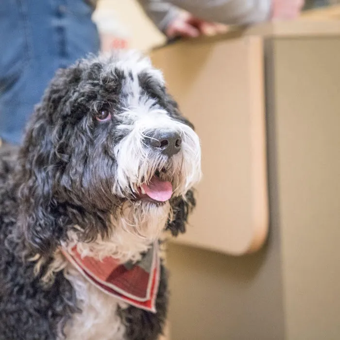 Haarstad Veterinary Dermatology 5