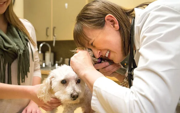 Haarstad Veterinary Dermatology 9