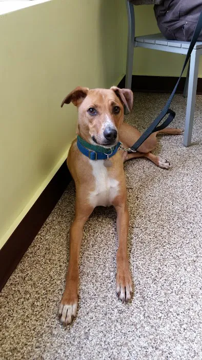 Douglas Animal Hospital 1